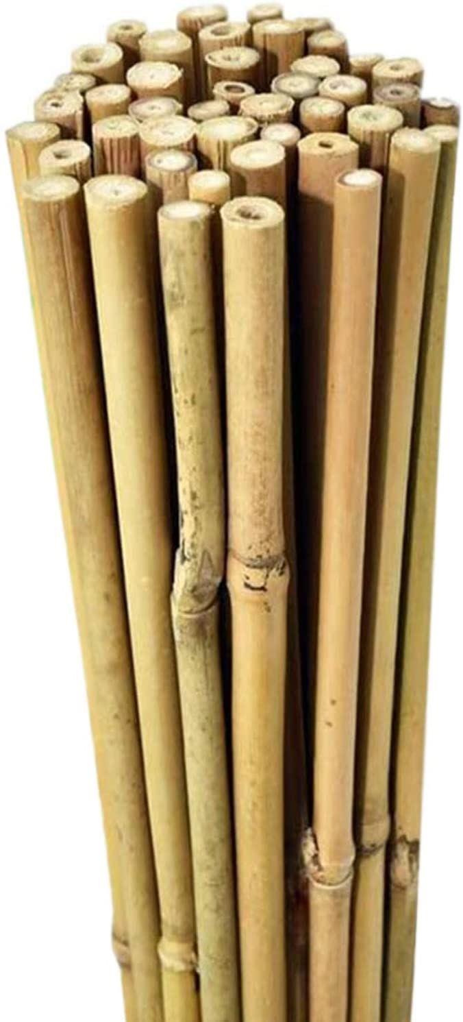 Natural Bamboo Garden Canes, 20 x 6ft (180cm) – Sturdy Plant Supports for Climbers, Beans and Tomatoes