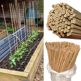 Natural Bamboo Garden Canes, 20 x 6ft (180cm) – Sturdy Plant Supports for Climbers, Beans and Tomatoes