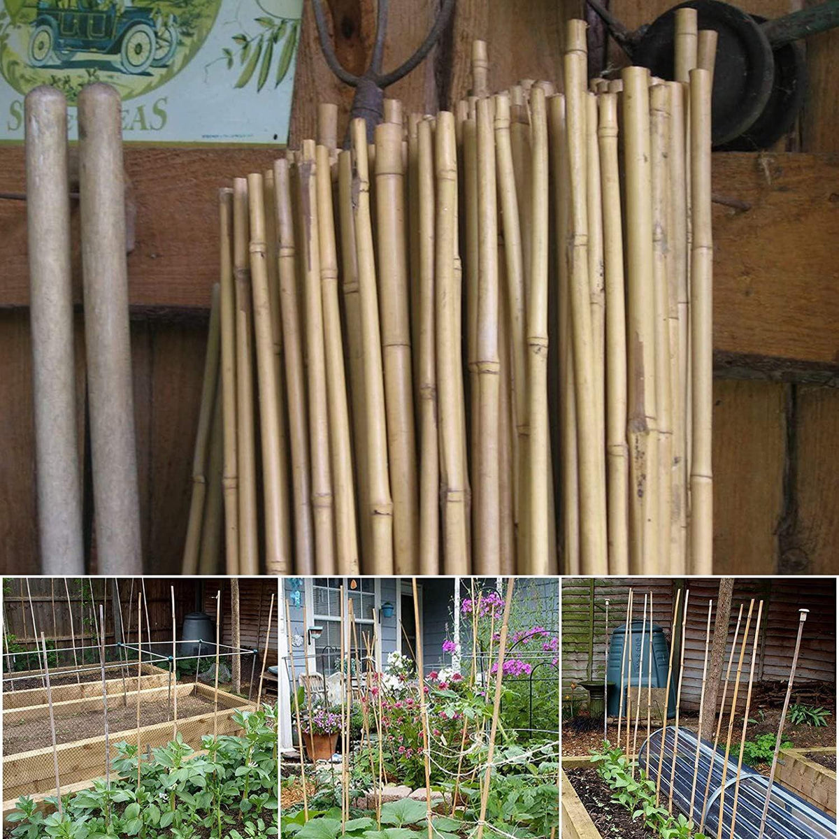Natural Bamboo Garden Canes, 20 x 6ft (180cm) – Sturdy Plant Supports for Climbers, Beans and Tomatoes
