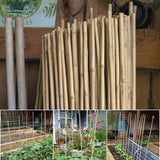 Natural Bamboo Garden Canes, 20 x 6ft (180cm) – Sturdy Plant Supports for Climbers, Beans and Tomatoes