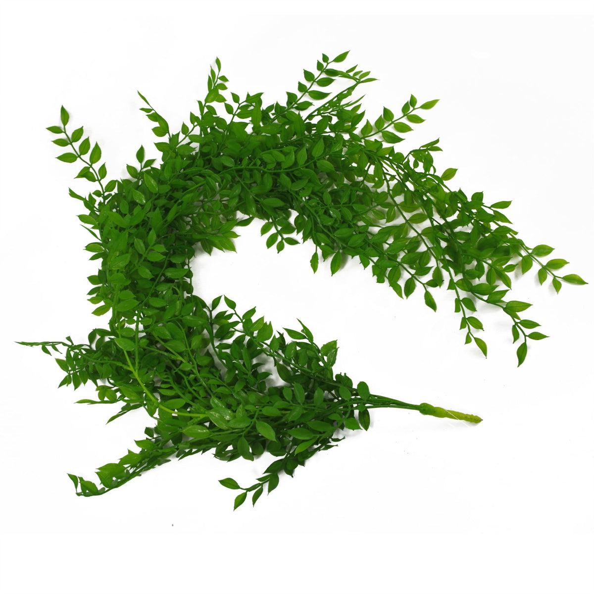 Leaf 100cm Hanging Artificial String of Pearls Plant – Unpotted Trailing Faux Foliage, Light Green
