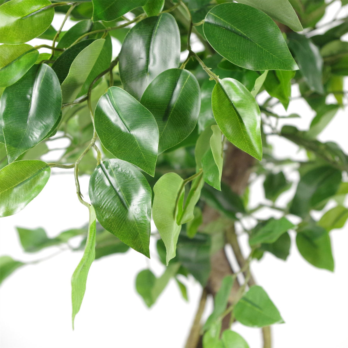 Leaf Design UK 120cm Artificial Japanese Fruticosa Style Ficus Tree with Twisted Trunk – Evergreen, Weighted Pot