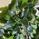 Leaf Premium 100cm Artificial Ficus Twist Tree with Gold Curve Planter – Realistic Indoor Faux Plant