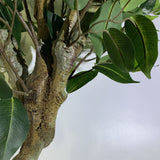 Leaf 100cm Premium Artificial Ficus Twist Tree – Realistic Potted Indoor Plant with Twisted Trunk