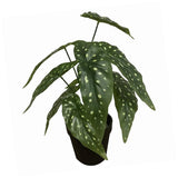 Leaf Artificial Begonia Plant with Dark Veined Leaves – 35cm, Moss-Covered Pot