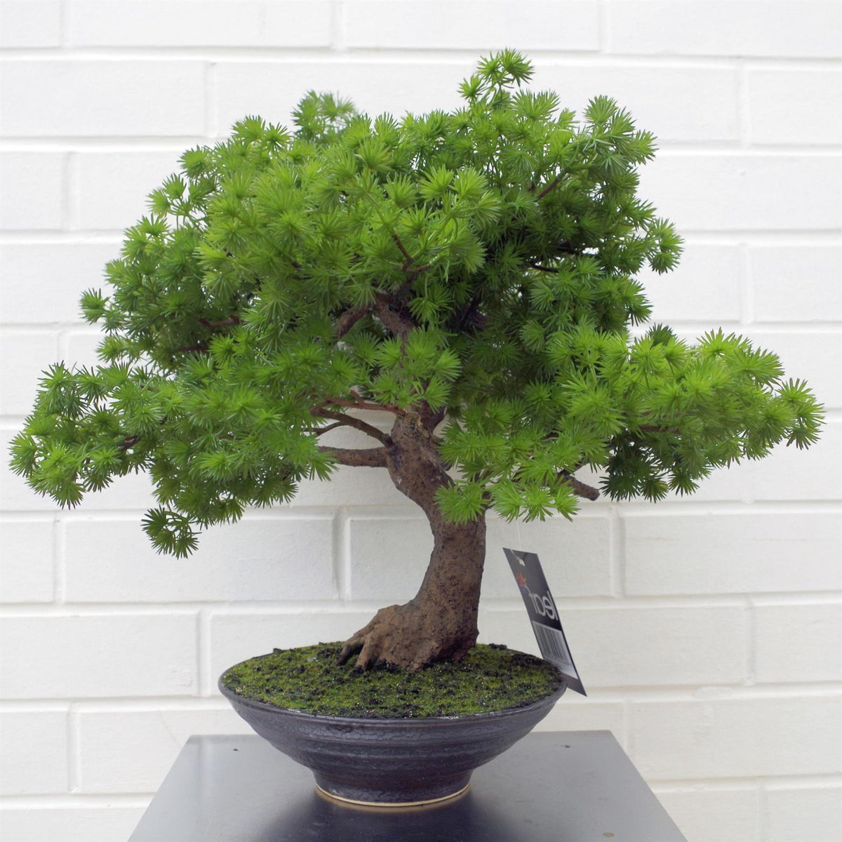 Leaf 50cm Artificial Luxury Pine Bonsai Tree in Ceramic Pot – Fully Assembled, Wired Stems