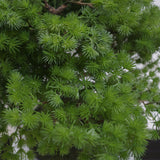 Leaf 50cm Artificial Luxury Pine Bonsai Tree in Ceramic Pot – Fully Assembled, Wired Stems