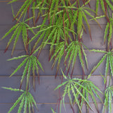 Pack of 12 x 100cm Artificial Hanging Spider Plant