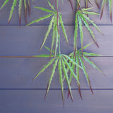 Pack of 12 x 100cm Artificial Hanging Spider Plant