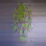 Pack of 12 x 100cm Artificial Hanging Spider Plant