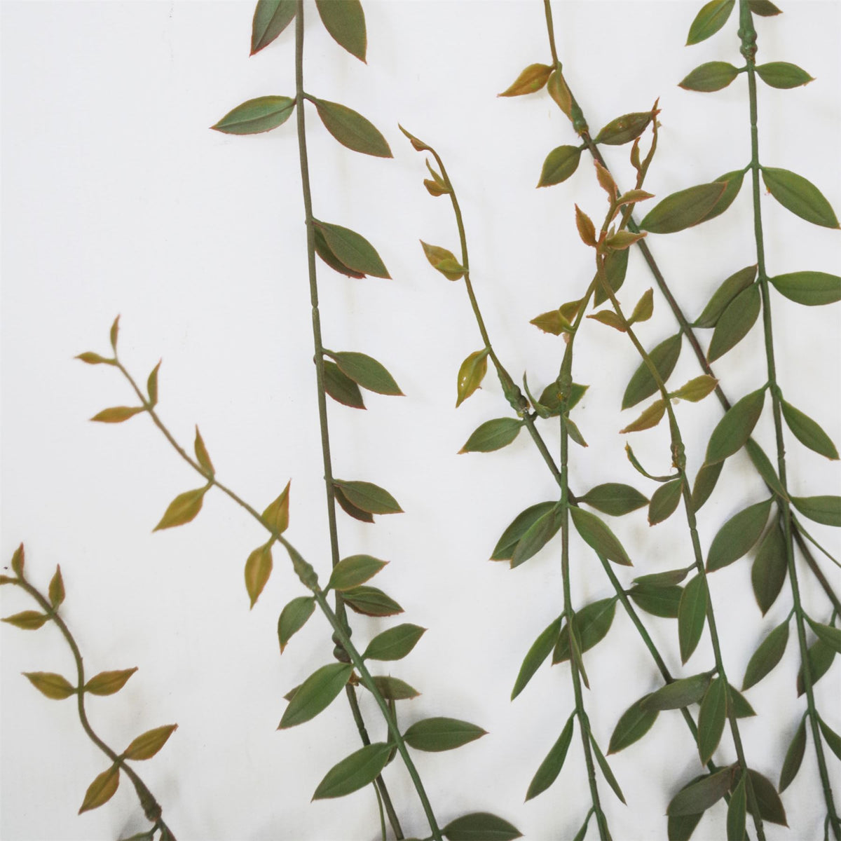 Leaf Pack of 12 Artificial Hanging String of Pearls Plants, 120cm – Extra Long Trailing Foliage for Displays
