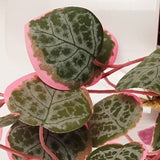 90cm Artificial Potted Trailing Hanging Pink Plant Realistic – String of Hearts
