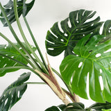 Leaf Luxury Artificial Monstera Plant, 150cm (5ft) in Black Pot – Realistic Statement Houseplant
