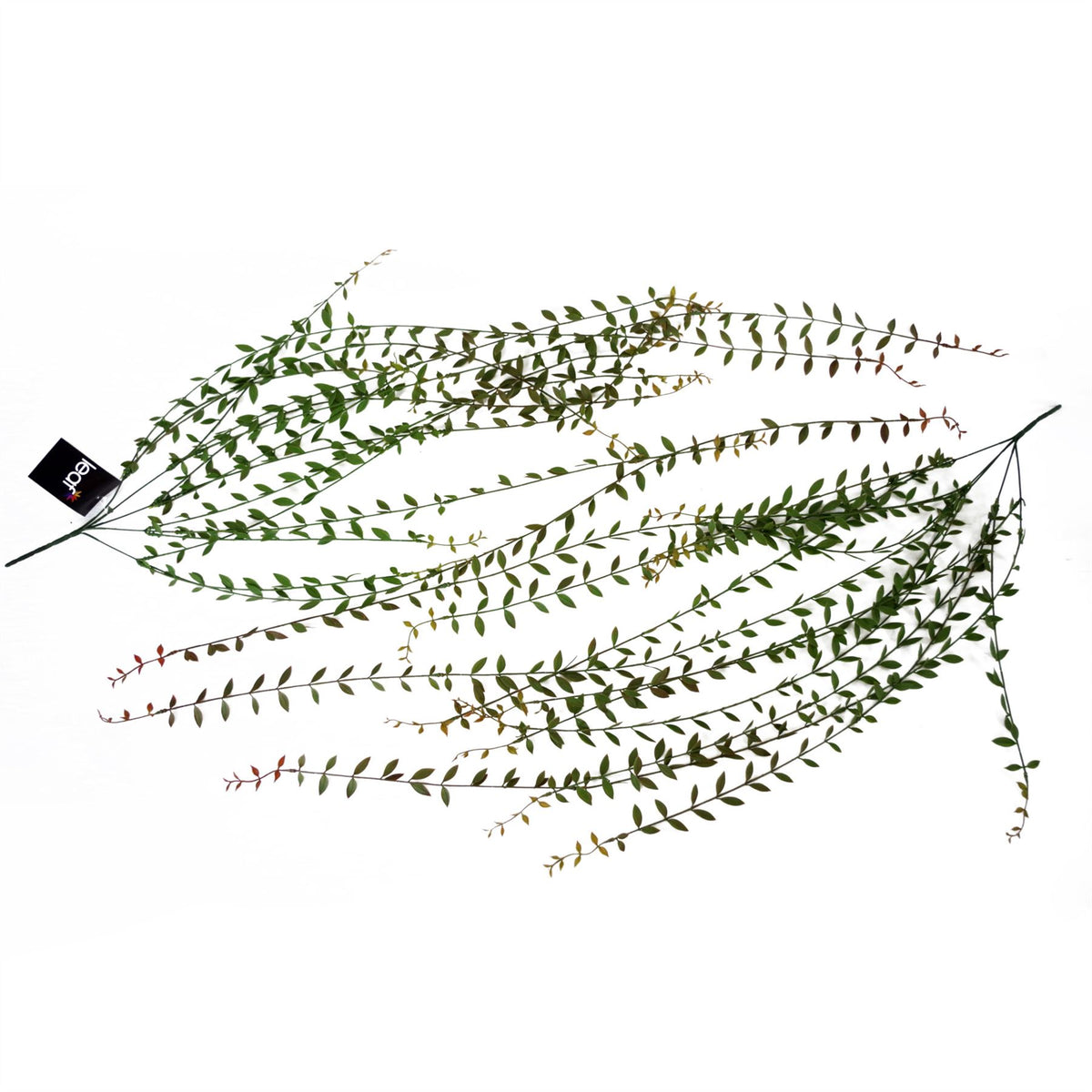 Leaf Pack of 12 Artificial Hanging String of Pearls Plants, 120cm Extra Long – Faux Trailing Foliage
