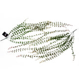 Leaf Pack of 12 Artificial Hanging String of Pearls Plants, 120cm Extra Long – Faux Trailing Foliage
