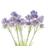 Pack of 6 Artificial Purple Starflower Stems, 60cm with 30 Silk Flowers – Home Floral Decor
