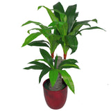 75cm Artificial Dracaena Plant – Wide Trunk Triple Branch Large
