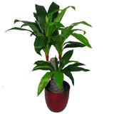75cm Artificial Dracaena Plant – Wide Trunk Triple Branch Large
