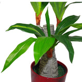 75cm Artificial Dracaena Plant – Wide Trunk Triple Branch Large