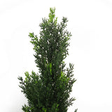 Leaf Design UK 90cm Pair of Artificial Cedar Cypress Topiary Trees – UV Resistant, Indoor and Outdoor