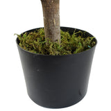 Pair of 120cm Artificial Buxus Triple Ball Topiary Trees – UV Resistant Outdoor Plants for Doorways & Patios