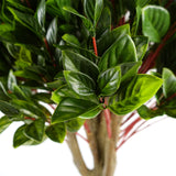 Pair of 90cm Artificial Gloxinia Ball Topiary Trees – UV Resistant Outdoor Plants for Doorways & Patios