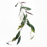 6 x 110cm Artificial Hanging Trailing Begonia Maculata Spotted Plant