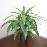 60cm Variegated Artificial Calathea Plant
