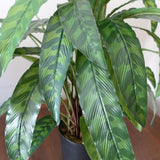 60cm Variegated Artificial Calathea Plant