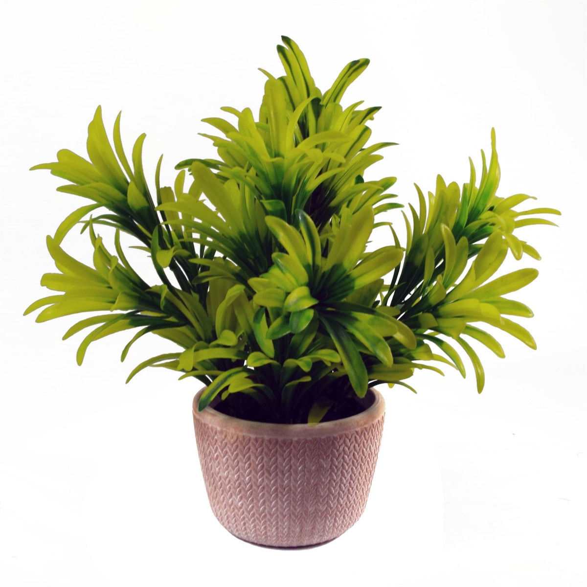 Honey Plant in Terracotta Pot, 22cm – Light Green Home Greenery