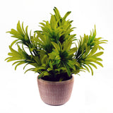 Honey Plant in Terracotta Pot, 22cm – Light Green Home Greenery
