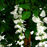 130cm Luxury Artificial Wisteria Tree White Flowers – Premium Range