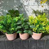 22cm Artificial Honey Plant in Terracotta Pot – Light Green