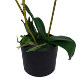 65cm Luxury Artificial Orchid – 3 Stems, Soft White