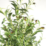 Artificial Olive Tree, 160cm with 1,296 Leaves & 72 Olives – Realistic Mediterranean Indoor Greenery