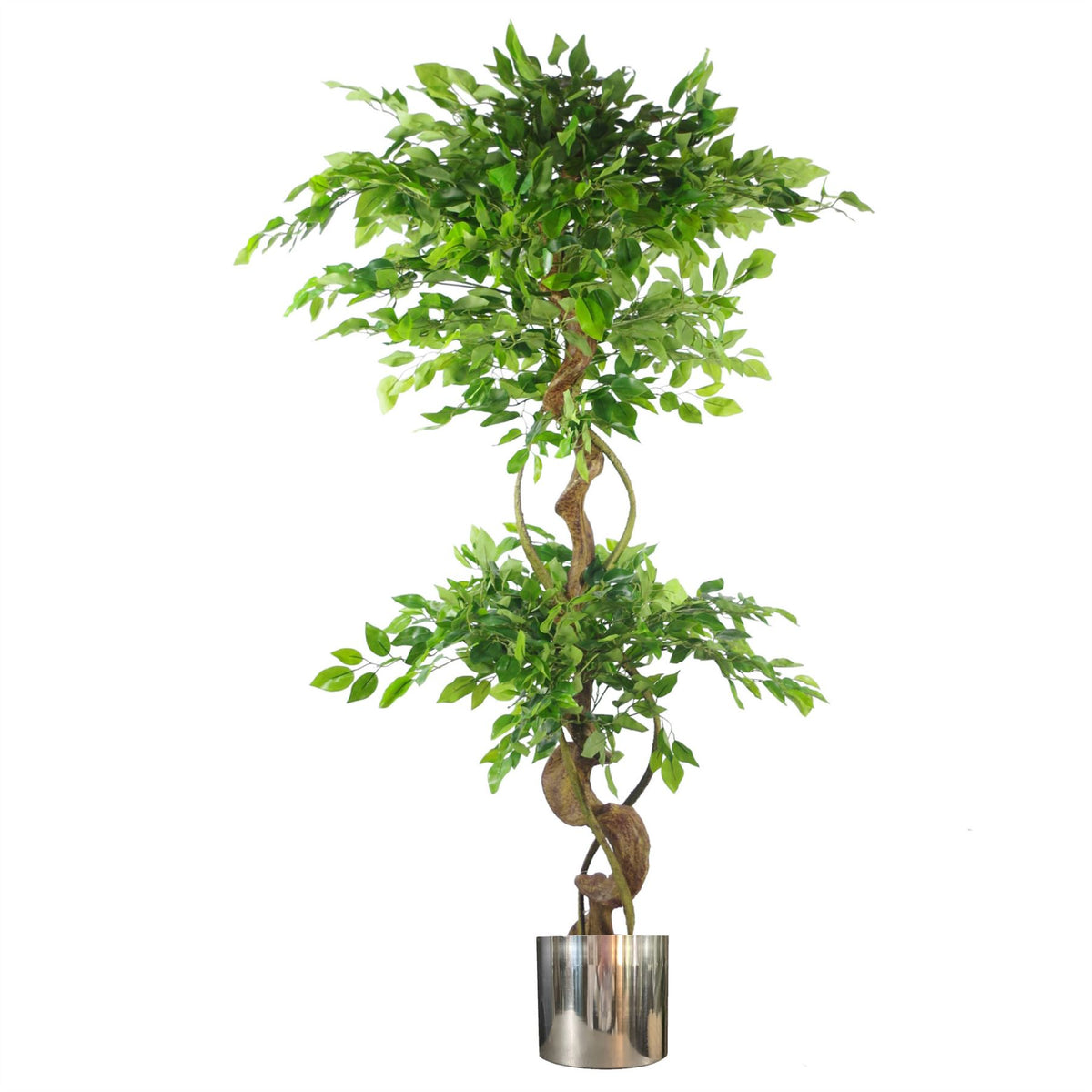 Leaf Design UK Artificial Japanese Fruticosa Ficus Tree, 150cm – Twisted Trunk Plant with Silver Metal Planter