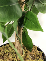 90cm Artificial Ficus Tree Bush – Large Bushy Plant