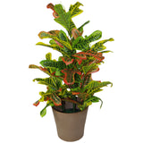 90cm Artificial Codiaeum Multicoloured House Plant – Large