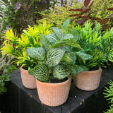 Leaf Artificial Honey Plant in Terracotta Pot – 22cm Dark Green Faux Houseplant