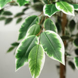 Leaf Premium Artificial Ficus Tree, 150cm with 1008 Silk Leaves – Realistic Faux Plant in Black Weighted Pot