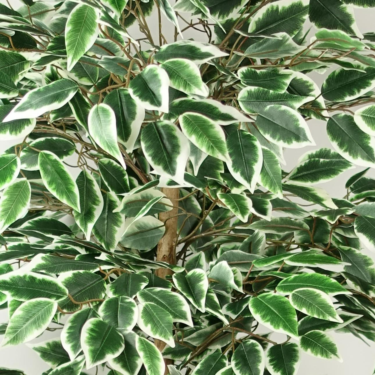 Leaf Premium Artificial Ficus Tree, 150cm with 1008 Silk Leaves – Realistic Faux Plant in Black Weighted Pot
