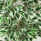 Leaf Premium Artificial Ficus Tree, 150cm with 1008 Silk Leaves – Realistic Faux Plant in Black Weighted Pot
