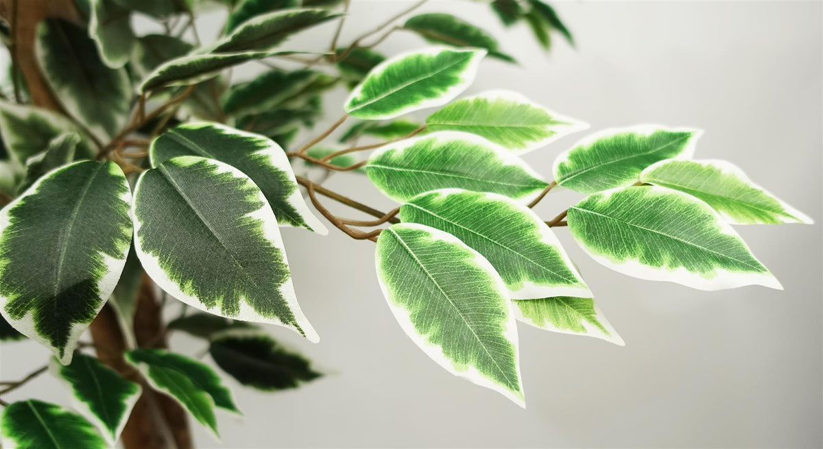 Leaf Premium Artificial Ficus Tree, 150cm with 1008 Silk Leaves – Realistic Faux Plant in Black Weighted Pot