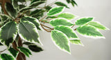 Leaf Premium Artificial Ficus Tree, 150cm with 1008 Silk Leaves – Realistic Faux Plant in Black Weighted Pot
