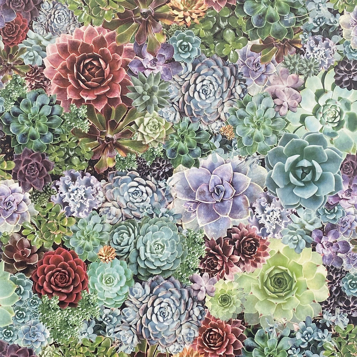 Arthouse Succulent Living Wall Wallpaper, Multi-Colour Botanical – Paste the Wall, No Soaking Needed