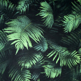 Arthouse Fern Wall Wallpaper – Photographic 3D-Effect Deep Green Fern Leaves, Paste the Paper