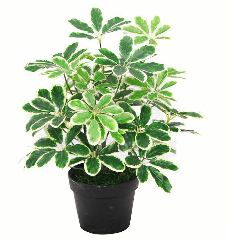 Leaf 55cm Variegated Artificial Umbrella Plant with 450 Wired Leaves in Black Pot – Realistic Faux Foliage