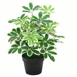 Leaf 55cm Variegated Artificial Umbrella Plant with 450 Wired Leaves in Black Pot – Realistic Faux Foliage