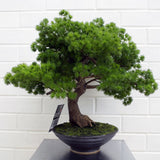 Artificial Luxury Pine Bonsai Tree, 50cm in Black Ceramic Bowl Planter – Low-Maintenance Moss Effect Base