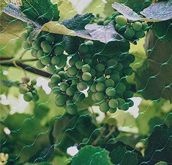 Aspect Heavy Duty Garden Netting, 4 Pack, 10m x 2m – Plant Support & Protection for Peas, Beans & Tomatoes